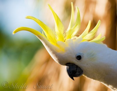 Sulphur crested cockatoo with crest