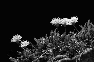 Flowers above rockface in mono