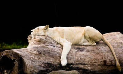 White lioness on log