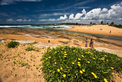 Narrabeen with flowers