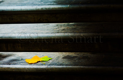 Maple leaf on steps