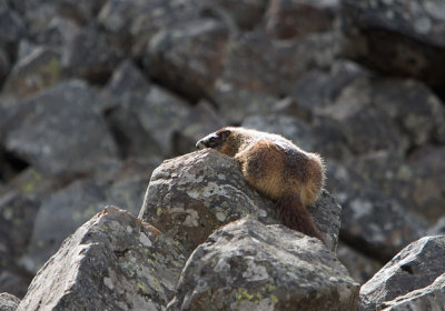 Deadly marmot just about to pounce