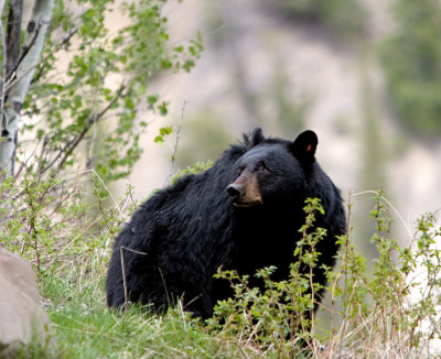 Mom looking for her cubs