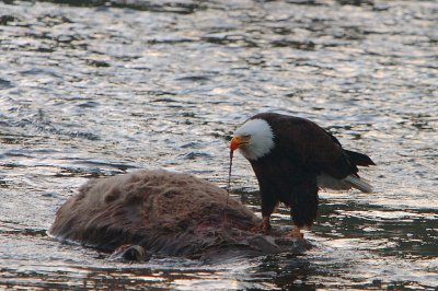 Yellowstone Eagle: Lunch