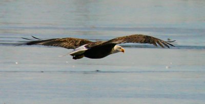 Bald Eagle