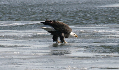  Bald Eagle: A drink of ice water