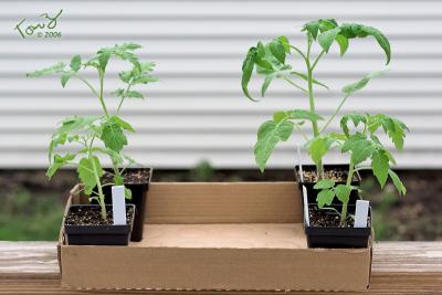 Purchased Tomato Plants from the Chicago Park District