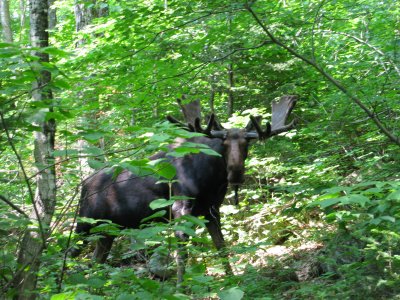 Moose on Old Jackson Trail Pinkham Notch