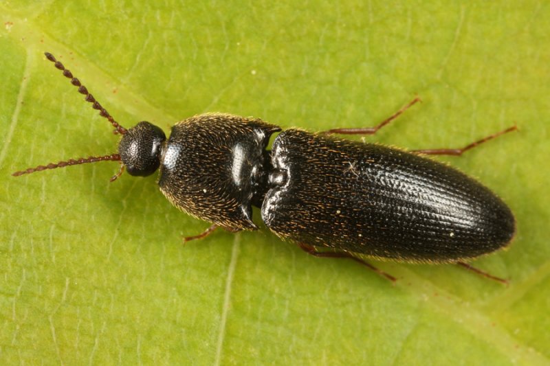 Ampedus sp. (female)