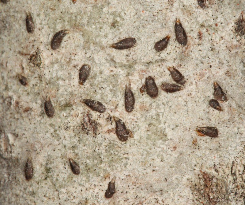 Oystershell Scales - Lepidosaphes ulmi