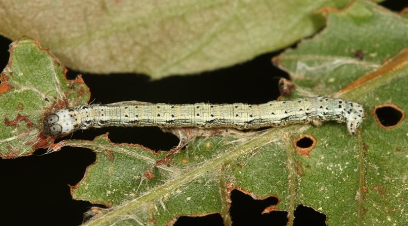 Lambdina sp. (eating beech)