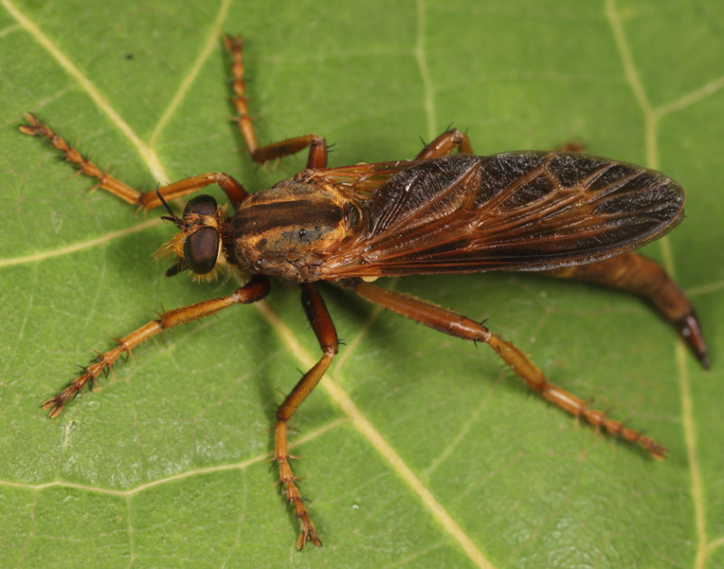 Asilus sericeus