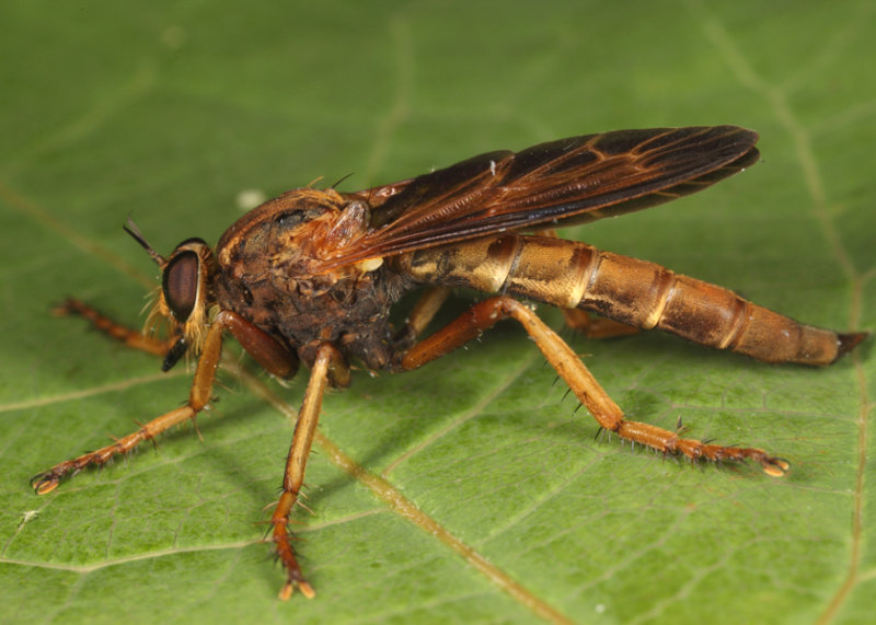 Asilus sericeus