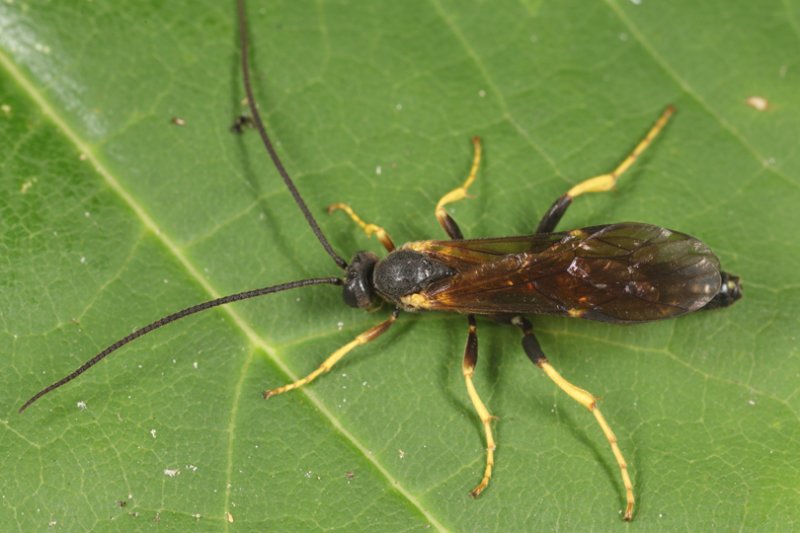 Notopygus virginiensis