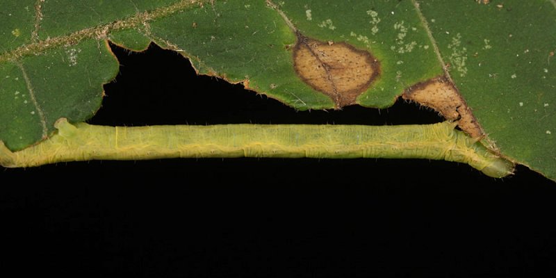 6798 - Elm Spanworm - Ennomos subsignaria