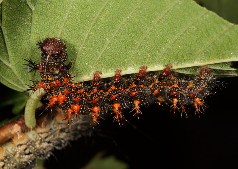 Question Mark - Polygonia interrogationis