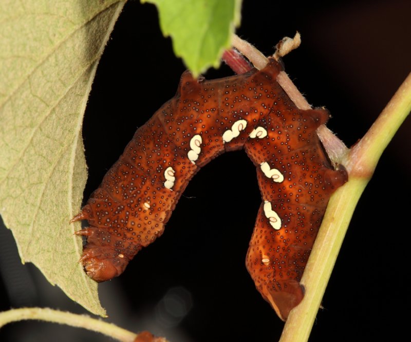 7861 - Achemon Sphinx - Eumorpha achemon