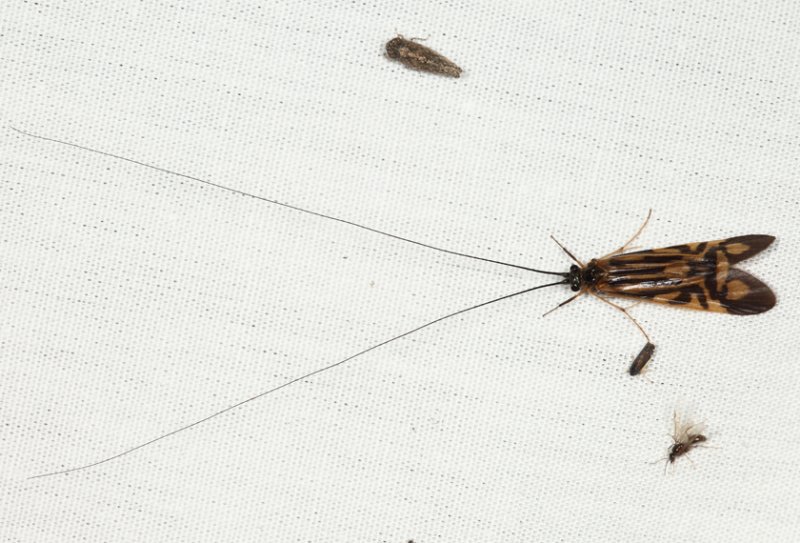 Zebra Caddisfly - Macrostemum zebratum