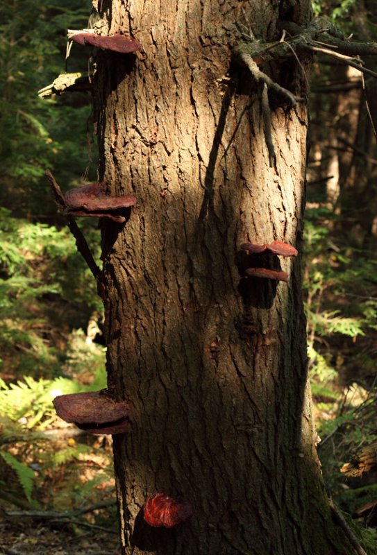Ganoderma lucidum (Hemlock Varnish Shelf)