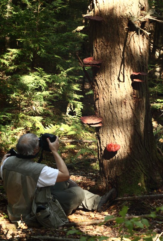 Joe photographing Ganoderma lucidum (Hemlock Varnish Shelf)