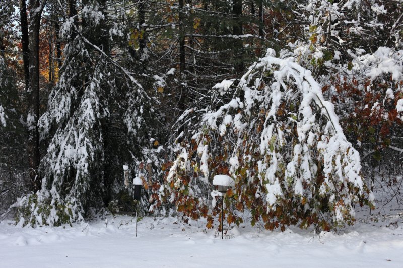 Morning after October 30 snow storm