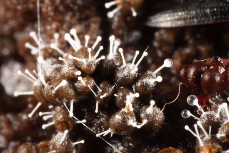 Trichia(?) slime mold colonized by the fungus Polycephalomyces tomentosus