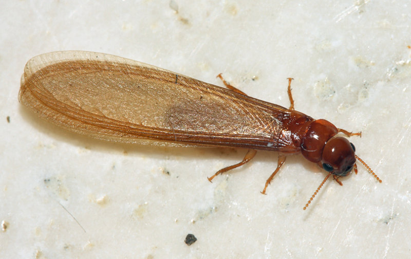 Winged Termite