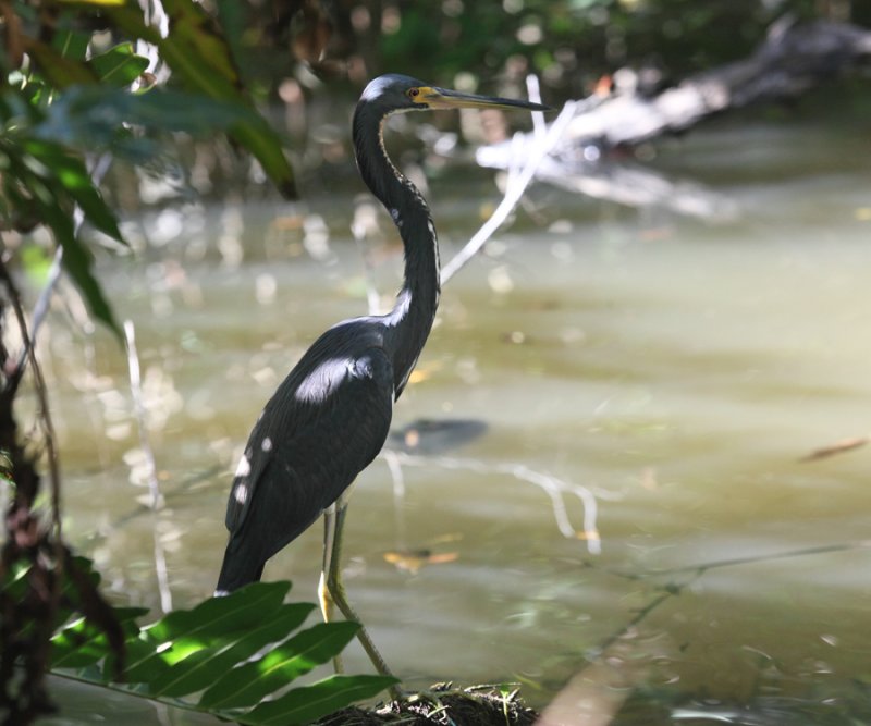 Tri-colored Heron - Egretta tricolor