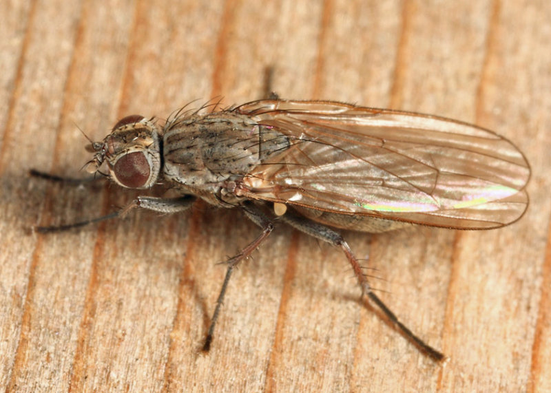 Fucellia sp.