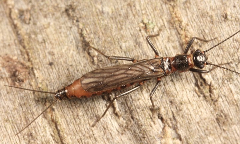 Allocapnia recta (female)