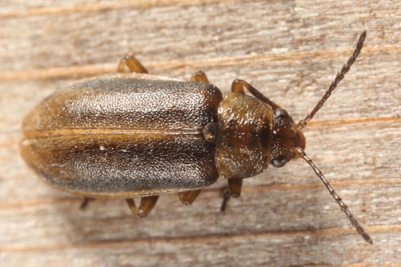 Erynephala maritima