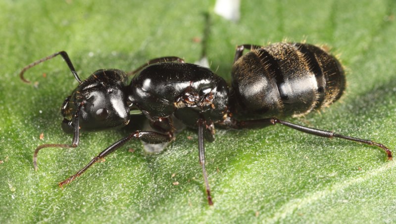 Camponotus pennsylvanicus (queen)