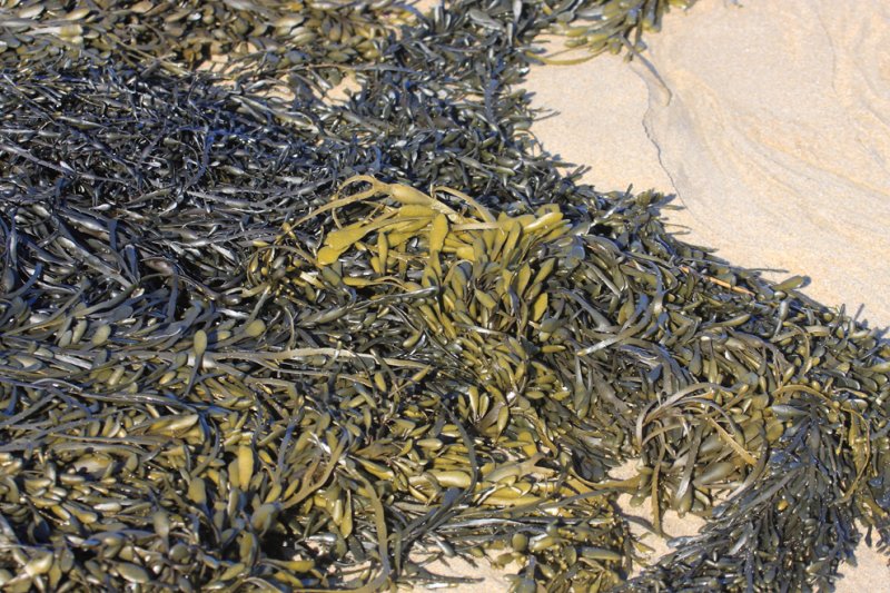 Knotted Kelp - Ascophyllum nodosum