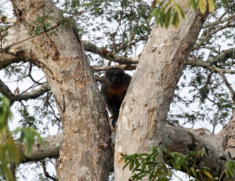 White-faced Saki Monkey -Pithecia pithecia (female)