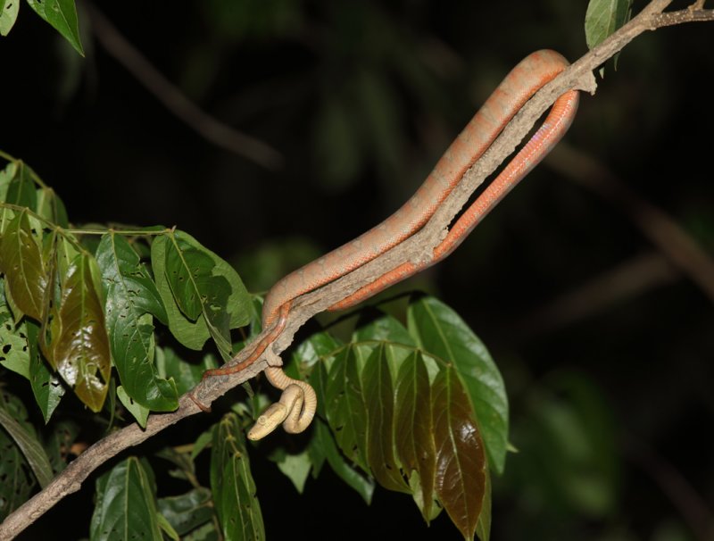 Amazon Tree Boa - Corallus hortulanus