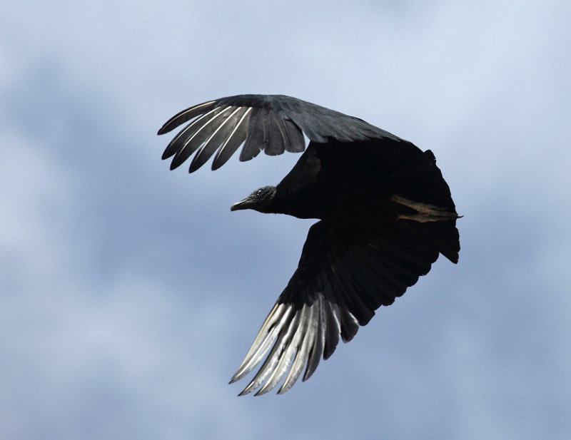 Black Vulture - Coragyps atratus