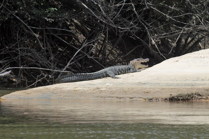 Black Caiman - Melanosuchus niger