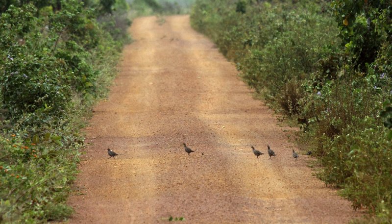 Crested Bobwhite - Colinus cristatus