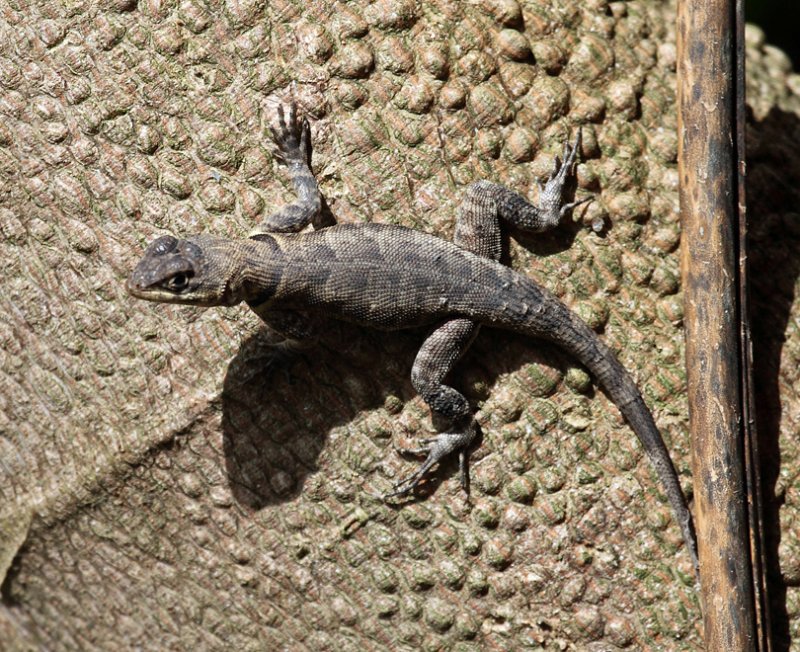 Tropidurus hispidus