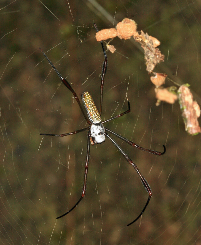 Golden Silk Spider - Trichonephila clavipes 