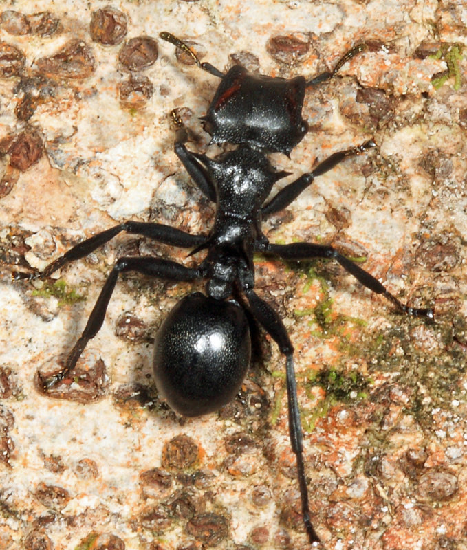 Cephalotes atratus