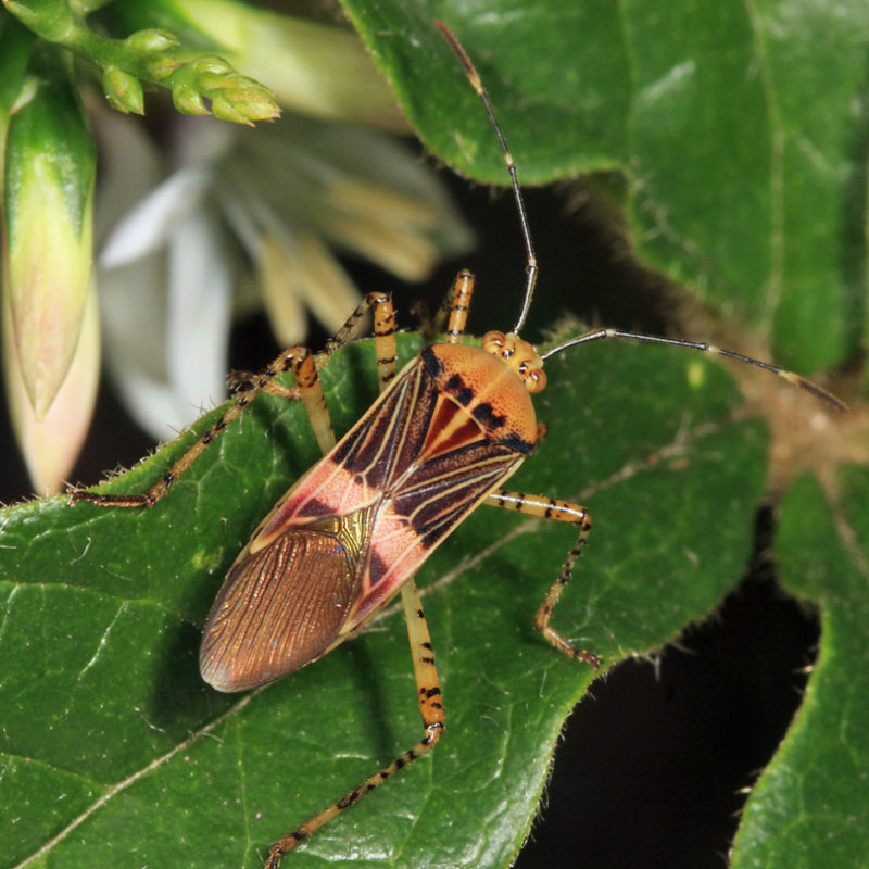 Hypselonotus sp. (lineata or fulvus)