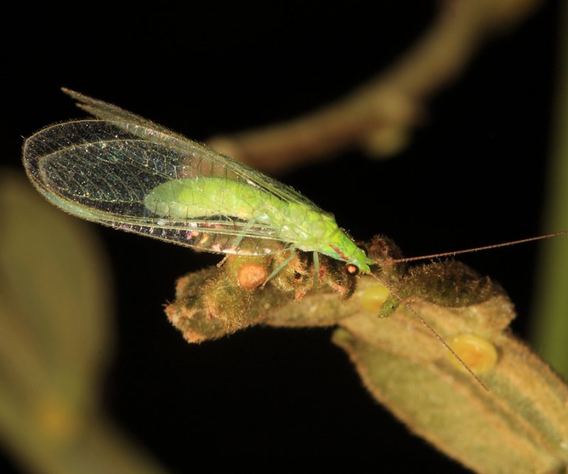 Green Lacewing