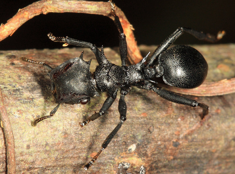 Cephalotes atratus