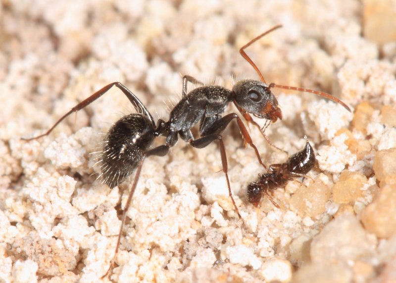 Camponotus sp. Subgenus Myrmaphaenus