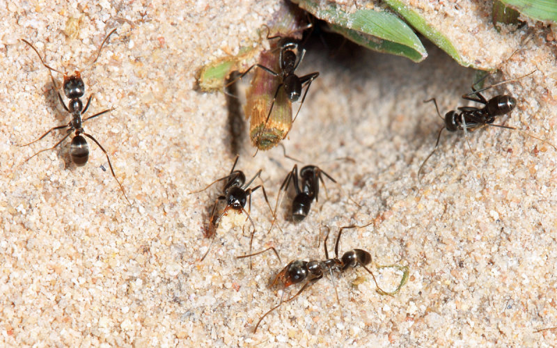 Dorymyrmex sp.