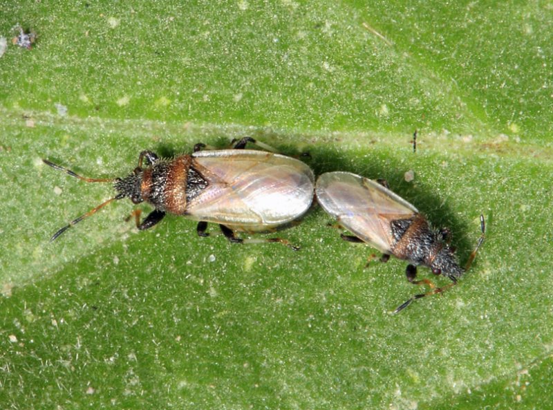 Oxycarenidae - Oxycarenus hyalinipennis