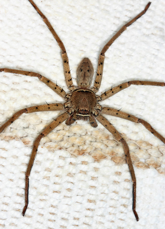 Giant Crab Spider  - Heteropoda venatoria