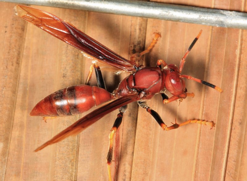 Neotropical Red Paper Wasp - Polistes canadensis