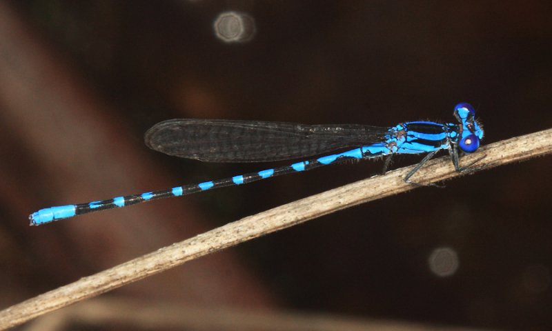 Argia joallynae